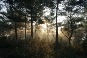 10 powodów, dla których środowisko naturalne jest świętą odpowiedzialnością Black forest