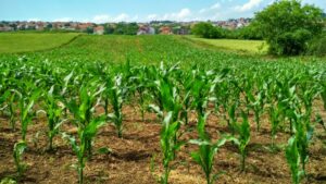 Dlaczego rolnictwo ekologiczne jest lepsze dla naszej planety i mieszkańców Ziemi Corn plant on field
